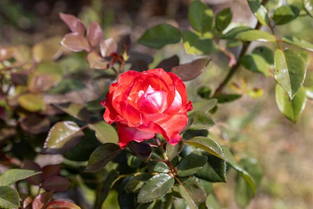 Detailed view. Red rose flower. - Foto, Imagem