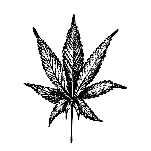 Marihuana-Blatt. Vector Vintage Schraffur schwarze Illustration. Vereinzelt auf weißem Hintergrund. Handgezeichneter Entwurf - Vektor, Bild