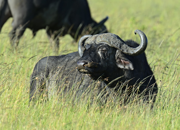 Buffaloes - Photo, Image