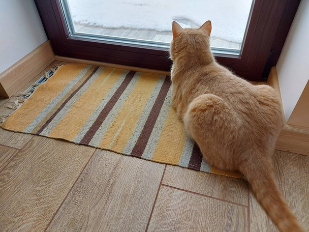 Bir ev kedisi büyük bir pencerenin önünde yatar ve sokağa bakar. - Fotoğraf, Görsel