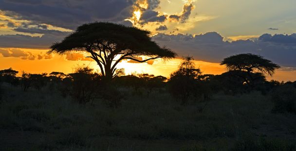 アフリカの風景 - 写真・画像