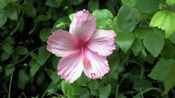 Karayipler 'deki pembe bir Hibiscus çiçeğinin yakından, ayrıntılı görüntüsü. - Video, Çekim