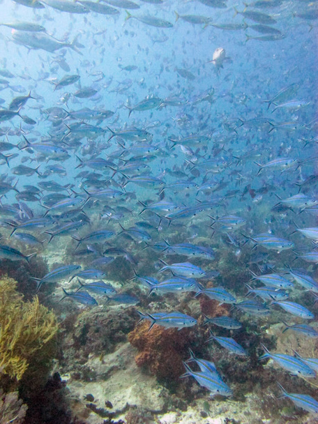 Σχολείο ψαριού με ψαλιδωτή ουρά Fusilier (Caesio caerulaurea) που κολυμπά πάνω από τον ύφαλο - Φωτογραφία, εικόνα