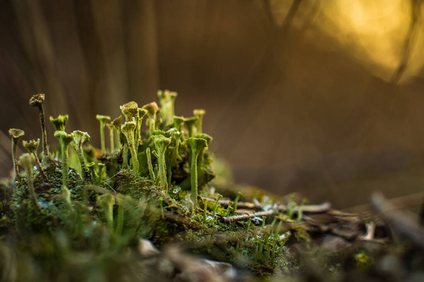 Hermoso primer plano de liquen pequeño que crece en el bosque froor en primavera. Paisaje natural con poca profundidad de campo. Bosques en el norte de Europa. - Foto, imagen