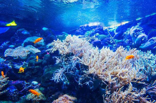 Korálové útesy, ryby - mořské akvárium - Fotografie, Obrázek