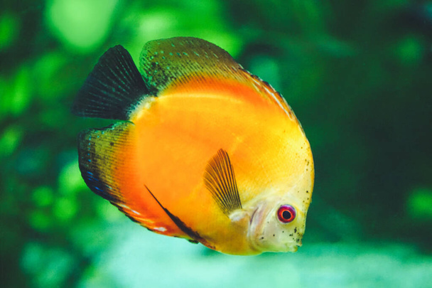 Orange discus fish - side view - Photo, Image