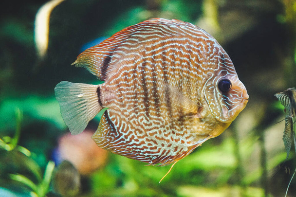 Біло-коричнева дискова риба вид збоку
 - Фото, зображення