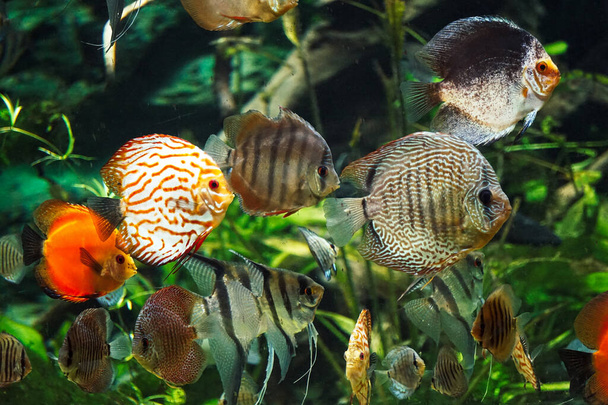 Muchos discus peces nadando, plantas - Foto, Imagen