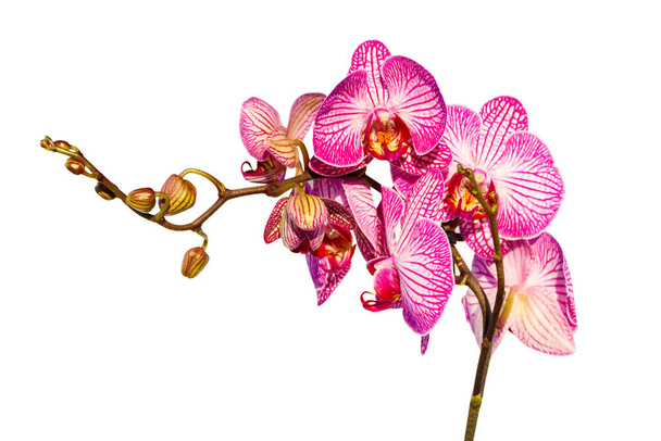 Zweig der Orchidee phalaenopsis isoliert auf weißem Hintergrund - Foto, Bild