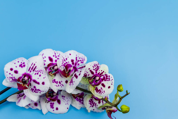 Rama de phalaenopsis de la orquídea sobre fondo azul pastel. Vista superior, espacio de copia - Foto, imagen