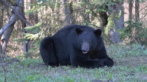 Μαύρη αρκούδα στα Καναδικά Βραχώδη Όρη - Πλάνα, βίντεο