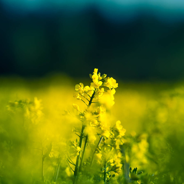 春には野に美しい黄色の菜の花が咲く。北ヨーロッパで栽培された菜の花畑. - 写真・画像