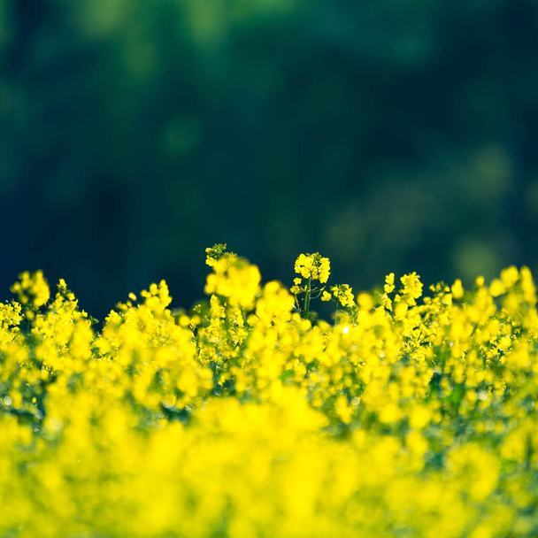 Bellissimi fiori di colza gialla che fioriscono nel campo in primavera. Coltivazione di colza nel Nord Europa. - Foto, immagini