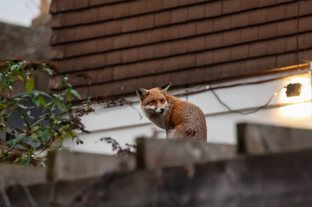 Raposa vermelha (Vulpes vulpes) vagando no topo da parede de tijolo cravada com vidro quebrado durante sua visita matinal em jardins residenciais no norte de Londres, Reino Unido. - Foto, Imagem