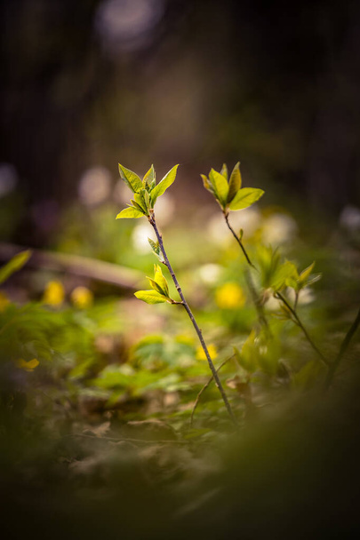 Чудовий весняний краєвид лісів Північної Європи. Природне світло. - Фото, зображення