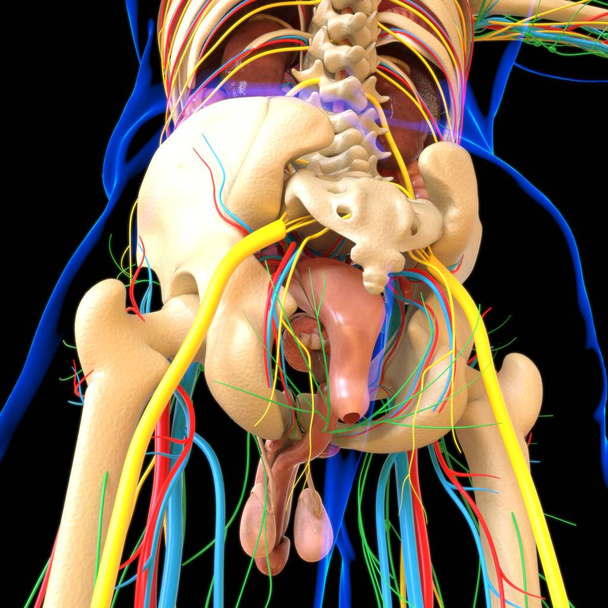Human Anatomy With Skeleton System For Medical Concept 3D Illustration - Photo, Image