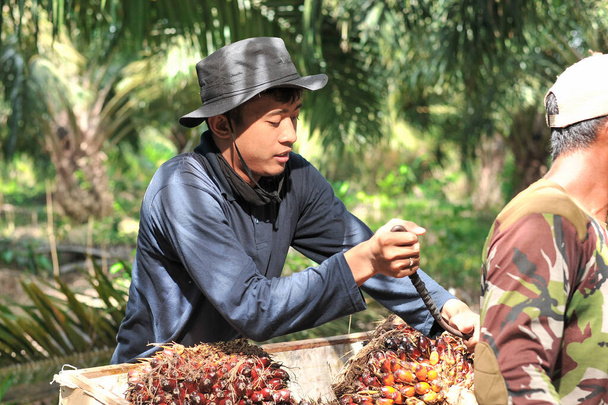Giovane contadino asiatico raccolto olio di palma. Ritratto contadino tradizionale portare via frutti di palma da olio. Olio di palma da fioriera - Foto, immagini