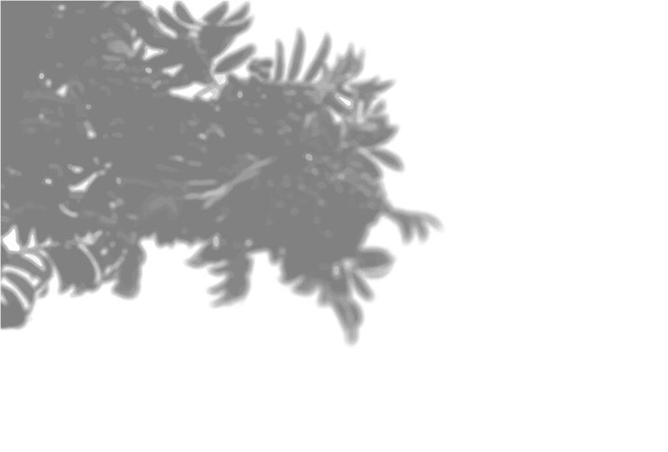 La luz natural proyecta sombras de una rama de Rowan sobre un fondo blanco aislado. El efecto de las sombras. Luz suave transparente y sombras de las ramas - Vector, imagen