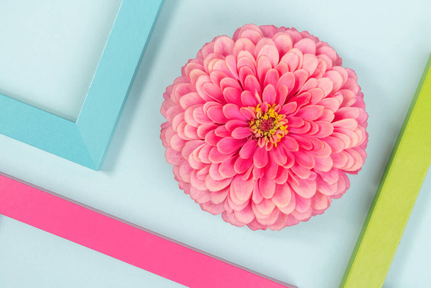Creative background made of one flower and bright colored frames. Flat lay Top view Copy space. - Foto, imagen