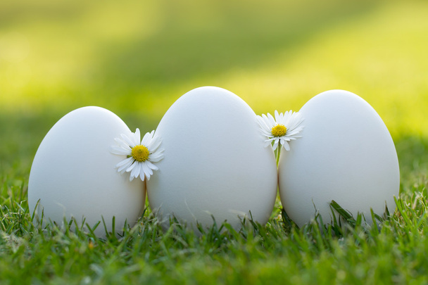 Яйца и белый цветок в свежей весенней траве
 - Фото, изображение