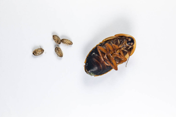 Изучение структуры Blaptica dubia, дубийский таракан, также известный как оранжево-пятнистый таракан в лаборатории. - Фото, изображение
