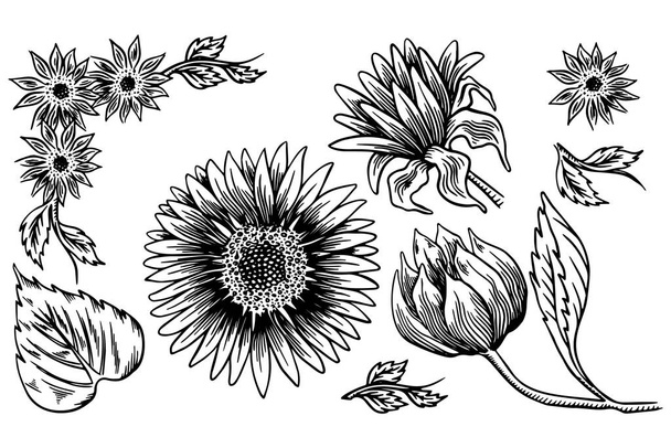 Sunflower seed and flower drawing set. Hand drawn isolated illustration. Food ingredient vintage sketch. - Вектор, зображення