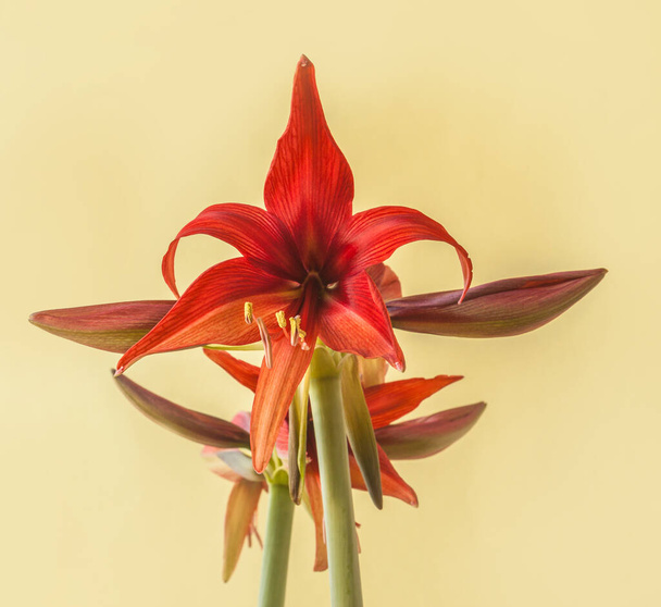 Kwitnący Hippeastrum (amaryllis) Bogota, Cybister, Spider Group na zielonym tle - Zdjęcie, obraz