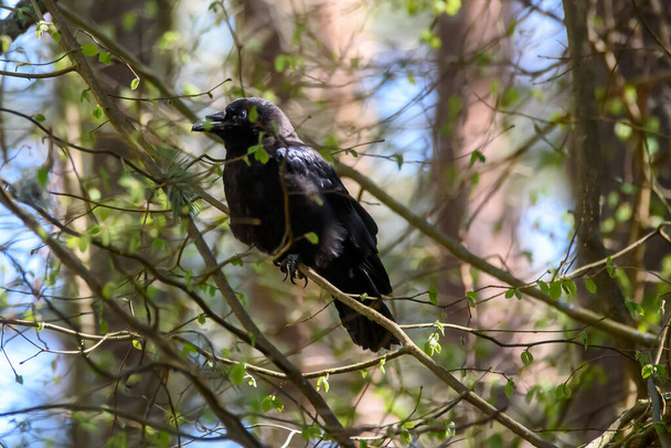Foto di messa a fuoco selettiva. Uccello corvo, Corvus corax. - Foto, immagini