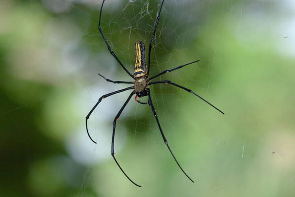 un grande ragno sul web, Tessitore Golden Silk Orb - Foto, immagini
