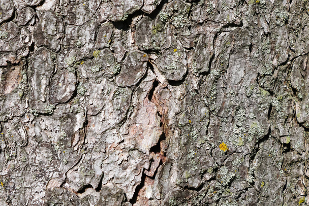 Close-up van de stam van een boomschors. Achtergrond. - Foto, afbeelding