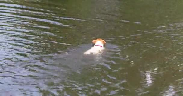 Jack Russell Terrier schwimmt an einem warmen Tag in einem Teich - Filmmaterial, Video