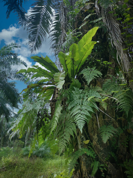 niebo wokół asplenium nidus na bagażniku palmy - Zdjęcie, obraz