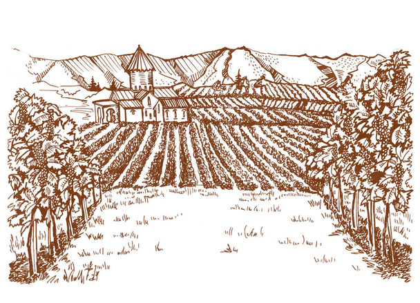 Viinitarhat panoraama retro tyyliin. Piirustus viinitarhojen etelässä. Kentät viiniköynnösten ja talon taustalla - Vektori, kuva