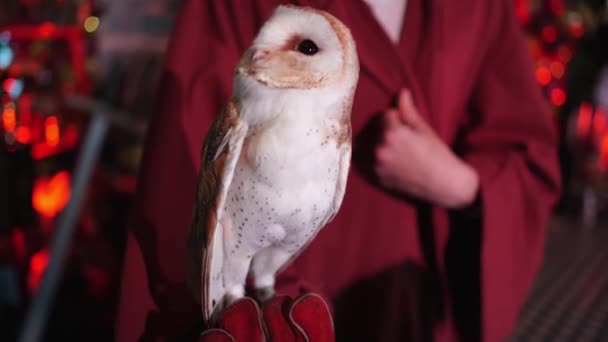Common barn owl. a tame owl for entertaining children on holidays. - Footage, Video