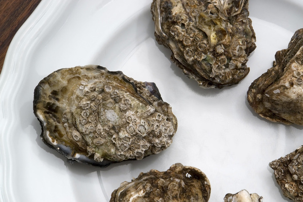 oysters on plate - 写真・画像