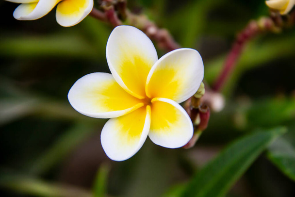 Όμορφη plumeria (frangipani) ανθίζει στην Χουργκάντα στην Αίγυπτο. Λαμπερό λευκό κίτρινο λουλούδι plumeria ως ένα floral φόντο με πράσινα φύλλα - Φωτογραφία, εικόνα