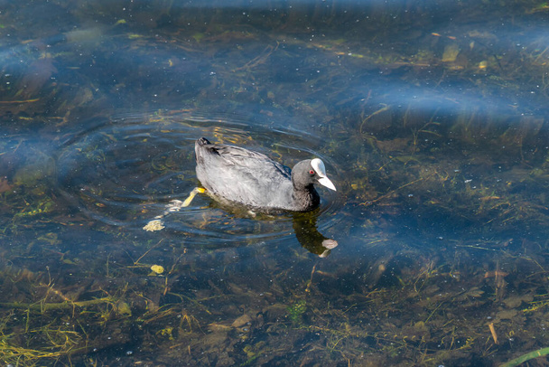 Coot-un pato negro con un pico blanco y la frente nada en el estanque Olgas. - Foto, Imagen