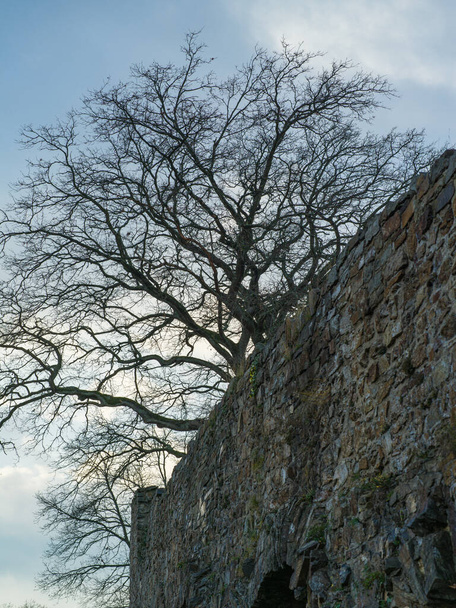 Un árbol desnudo sobre una pared medieval en un día de invierno. - Foto, imagen
