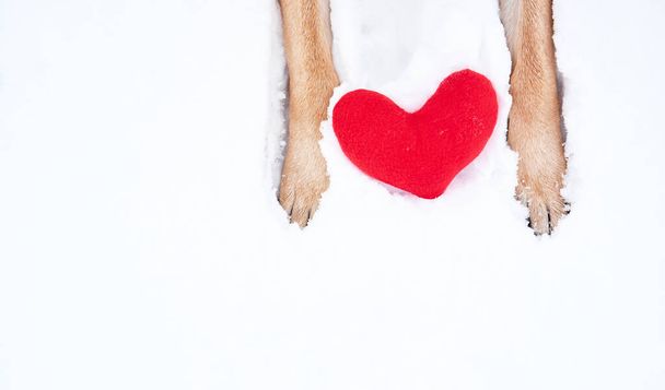 Schäferhund gratuliert zum Valentinstag. Rote Hundepfoten auf weißem Schnee neben rotem Spielzeugherz. Niedliche, kreative Grußkarte zum Valentinstag. - Foto, Bild