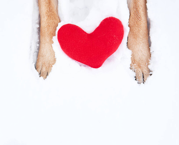Ο Γερμανικός Ποιμενικός συγχαίρει τον Άγιο Βαλεντίνο. Κόκκινα πόδια σκύλου σε λευκό χιόνι δίπλα σε κόκκινο παιχνίδι καρδιά. Χαριτωμένη δημιουργική ευχετήρια κάρτα για την Ημέρα του Αγίου Βαλεντίνου. - Φωτογραφία, εικόνα