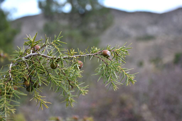 Juniper branch with hanging fruits. Cloudy day. Cloudy day in Peroblasco, La Rioja, Spain. - Photo, Image