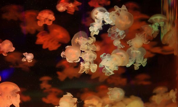 Neon lambaları arasında hareket eden güzel denizanaları. Denizanalarıyla arka plan. Neon ışıklarıyla okyanus akvaryumunda çeşitli denizanaları yüzer. Derin sularda yüzen denizanası Medusa..  - Fotoğraf, Görsel