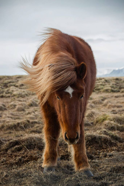 アイスランド南部の強い風の中で典型的な野生のアイスランドの馬のポニーの品種の農場の動物のマンの閉鎖肖像画 - 写真・画像