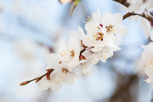 Apricot tree flower - Fotografie, Obrázek