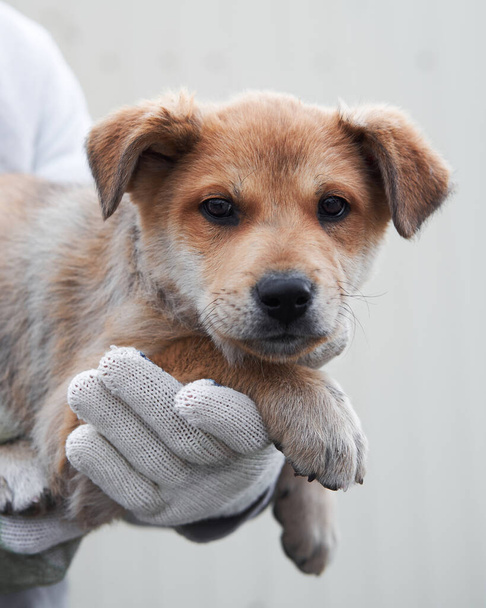 美しい大きな種類の茶色の目とシャギーの耳を持つ小さな赤い野良犬のモングレルは、魂にまっすぐに見えます。避難所から犬を連れてきて幸せな生活を. - 写真・画像