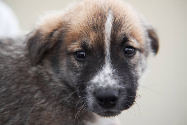 美しい大きな種類の茶色の目と黒と白の銃口を持つ小さな灰色の野良犬のモングレルは、魂にまっすぐに見えます。避難所から犬を連れてきて幸せな生活を. - 写真・画像