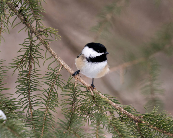 Chickadee close-up profile view on a fir tree branch with a blur background in its environment and habitat, displaying grey feather plumage wings and tail, black cap head. Image. Picture. Portrait. Chickadee Stock Photos. - Φωτογραφία, εικόνα