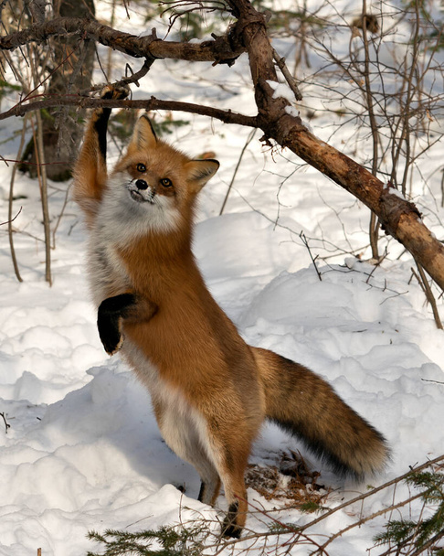 Red fox standing on back legs and looking at camera in the winter season in its environment and habitat with snow and branches background displaying bushy fox tail, fur. Fox Image. Picture. Portrait. Fox Stock Photos. - Foto, imagen