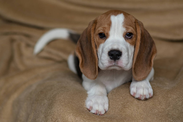 ute beagle cachorro en casa - Foto, Imagen