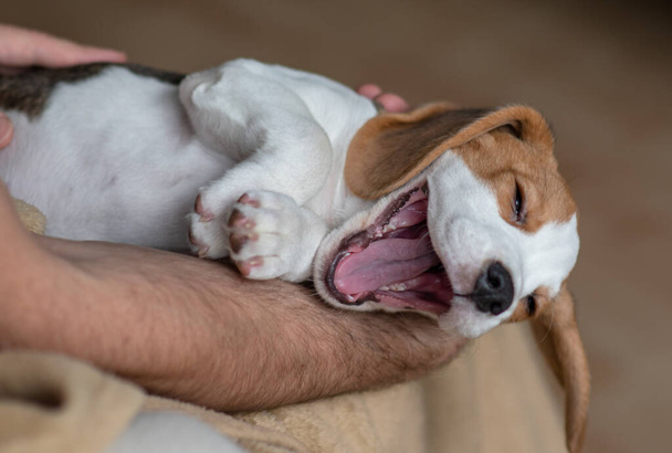 ute beagle cachorro en casa - Foto, Imagen